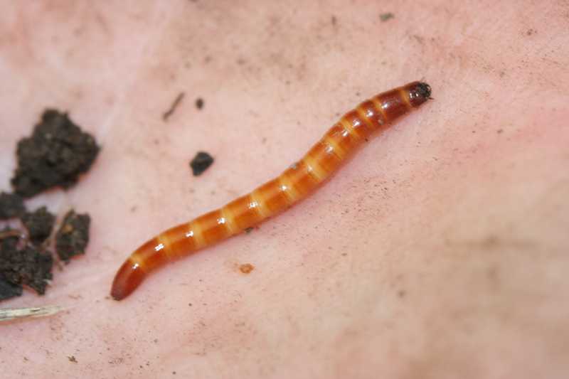 Wireworms Wheat Crop Pests Insect Information Extension